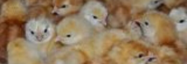 Hilly’s Chicks & Hilly’s Farm NV