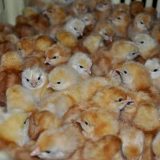 Hilly’s Chicks & Hilly’s Farm NV